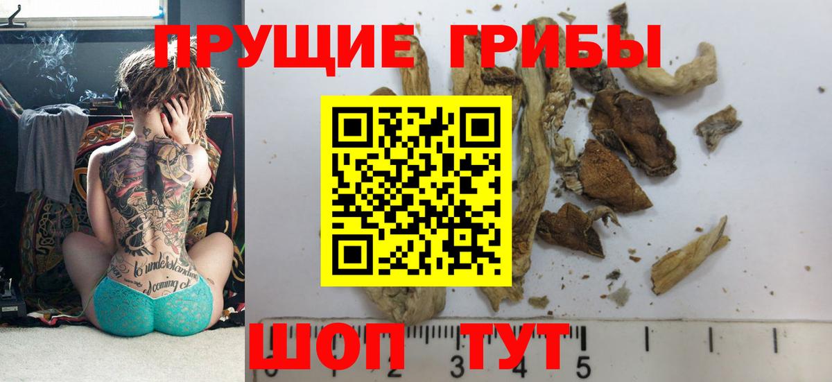 Псилоцибиновые грибы Psilocybine cubensis Кашира